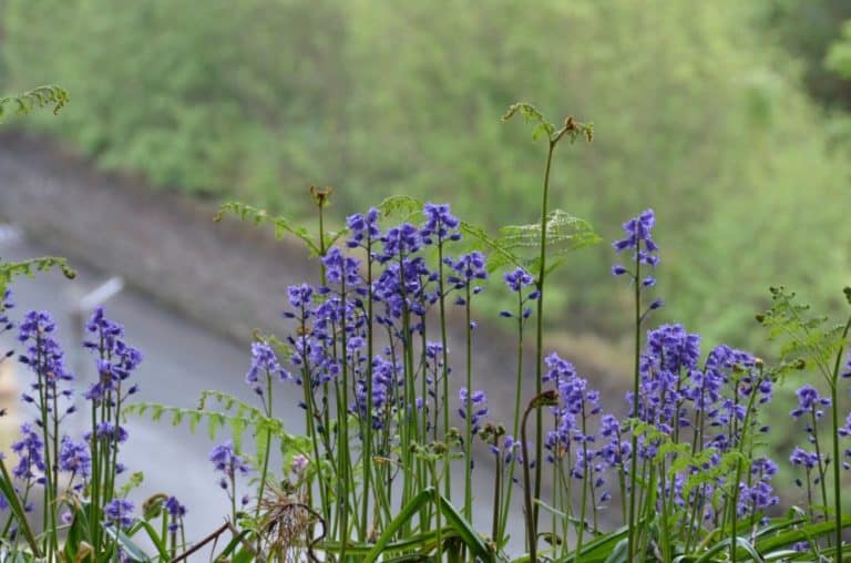 Isle of Man, Laxey – purple, May 2014 (Isla de Man)