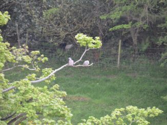 Isle of Man, Laxey – helmets, May 2014