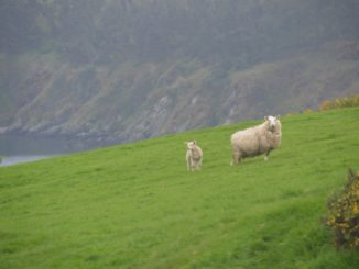 Isle of Man, Laxey – helmets, May 2014