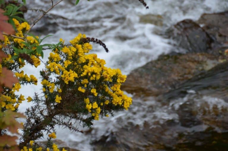 Isle of Man, Laxey – flowers and river, May 2014 (Isla de Man)