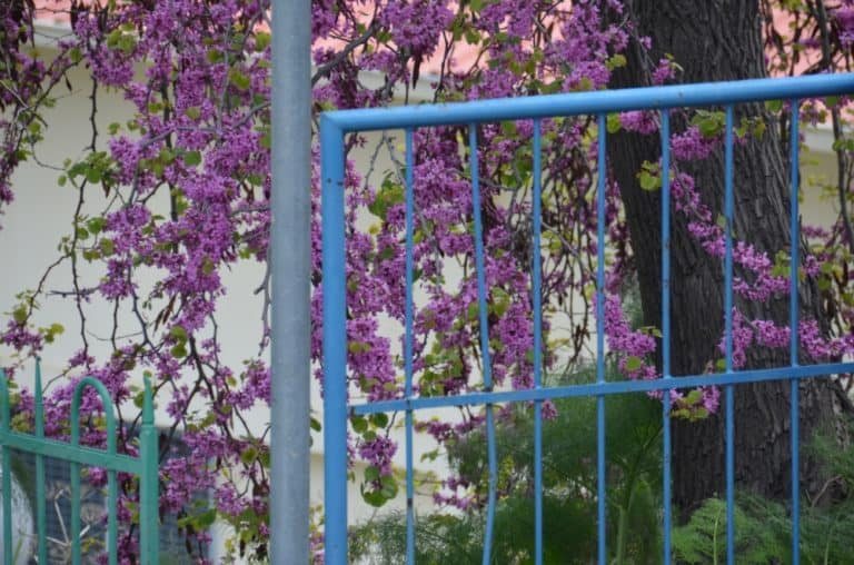 Lefkara – fence, Mar.2015