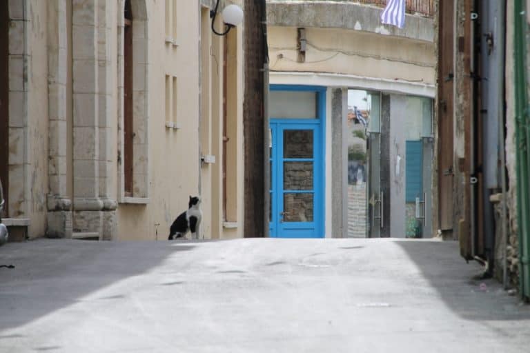 Lefkara – cat, Mar.2015