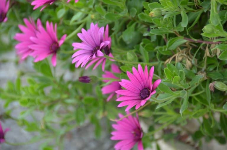 Lefkara – flowers, Mar.2015