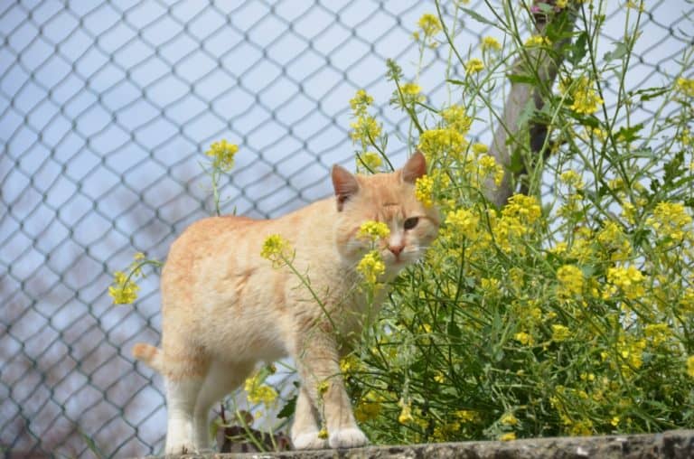 Lefkara – cat with flowers, Mar.2015