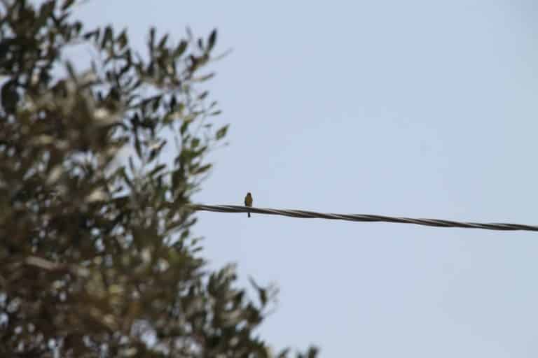 Locri – bird, July 2015 (Calabria)