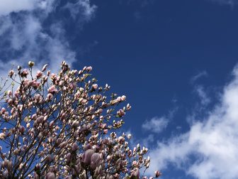 イングランド　ロンドン　青空　花