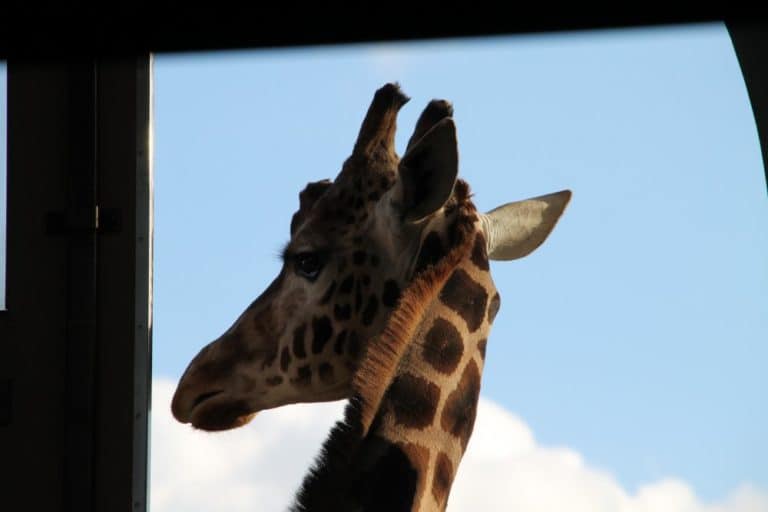 Inghilterra, Londra, Zoo – cornice, feb.2014 (Londra)