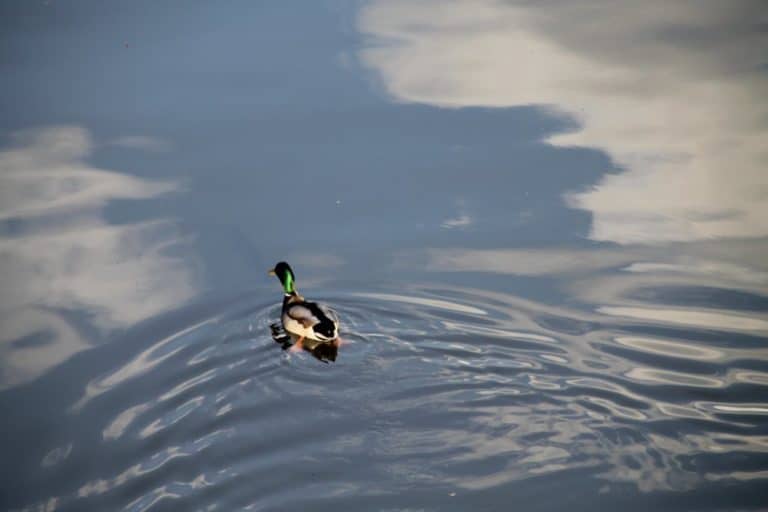 England, London Zoo – swimming, Feb. 2014 (London)