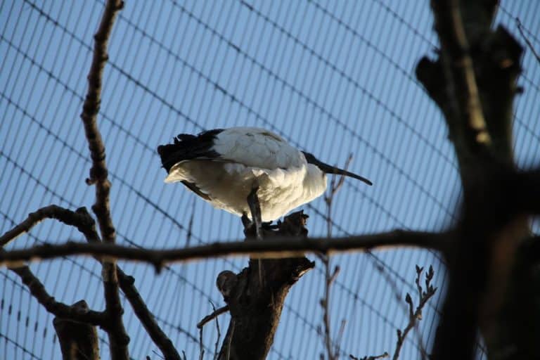 England, London Zoo – blue sky, Feb. 2014 (London)