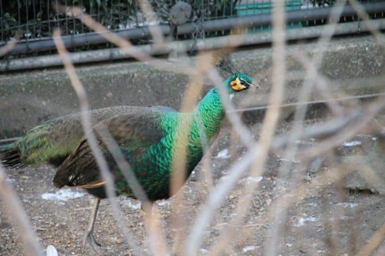 England, London Zoo – green, Feb. 2014 (London)