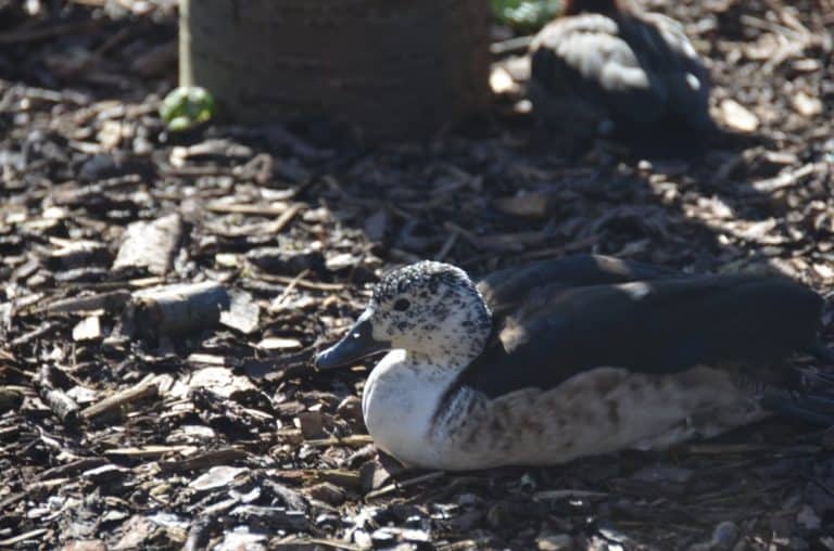 England, London Zoo – stay still, Feb. 2014 (London)