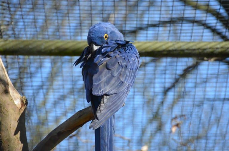 Inghilterra, Londra, Zoo – blu, feb.2014 (Londra)