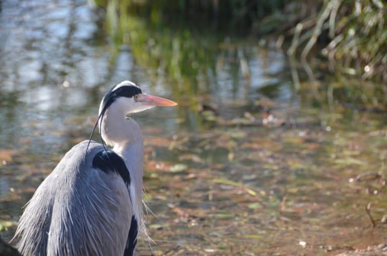 Inghilterra, Londra, Zoo – stare ritto, feb.2014 (Londra)