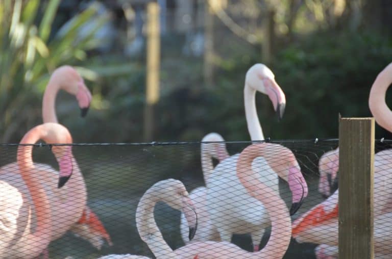 Inghilterra, Londra, Zoo – colli, feb.2014 (Londra)