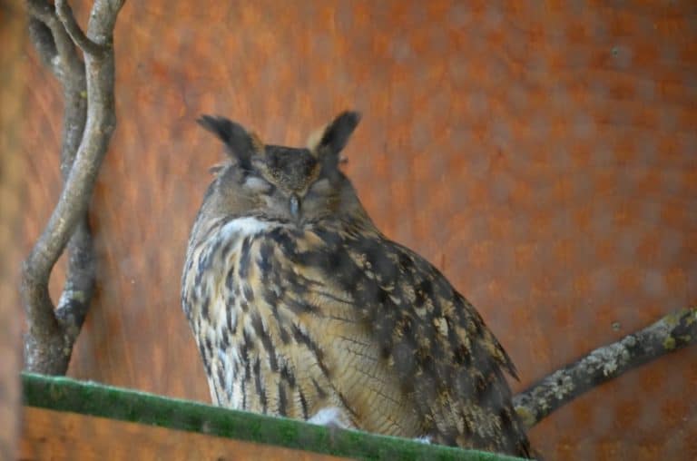 Inghilterra, Londra, Zoo – occhi chiusi, feb.2014 (Londra)