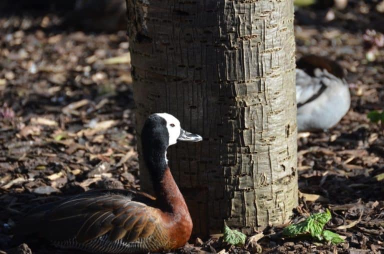 England, London Zoo – relax, Feb. 2014 (London)