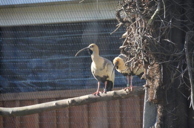 Inghilterra, Londra, Zoo – becco nero, feb.2014 (Londra)