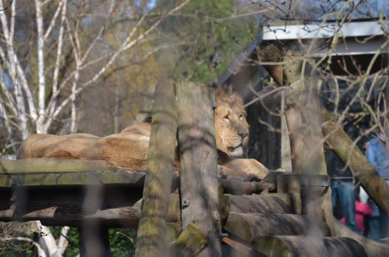 Inghilterra, Londra, Zoo – depresso, feb.2014 (Londra)