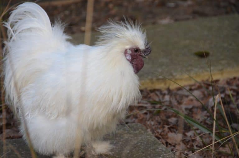 Inghilterra, Londra, Zoo – pollo esotico, feb.2014 (Londra)