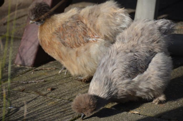 England, London Zoo – large chicks, Feb. 2014 (London)