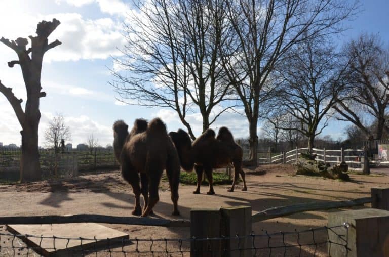 Inghilterra, Londra, Zoo – cammelli, feb.2014 (Londra)