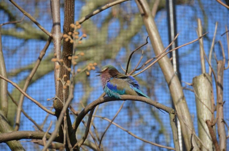 England, London Zoo – small bird, Feb. 2014 (London)