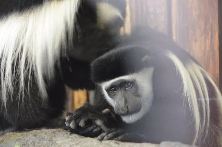 England, London Zoo – humane, Feb. 2014 (London)