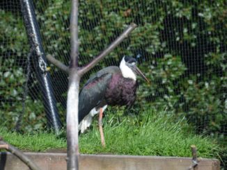 England, London Zoo – black beak, Feb. 2014