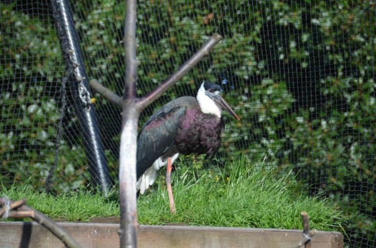 England, London Zoo – bird, Feb. 2014 (London)