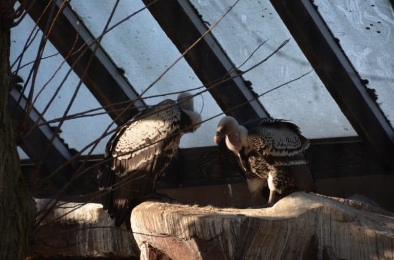 England, London Zoo – vultures, Feb. 2014 (London)