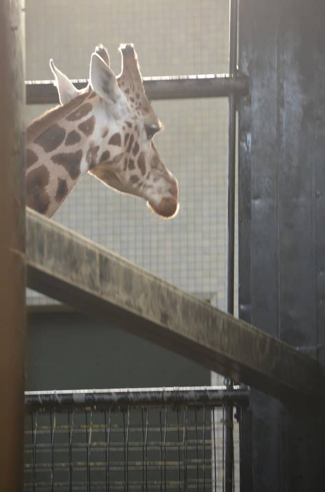 England, London Zoo – quiet moment, Feb. 2014 (London)