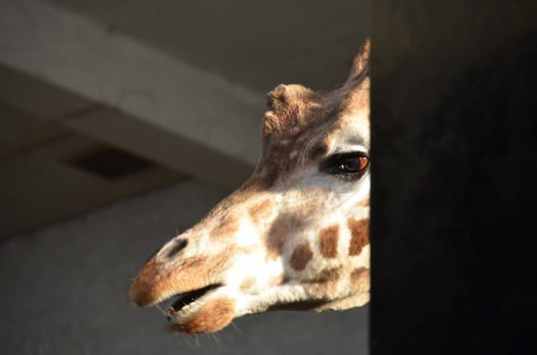 Inghilterra, Londra, Zoo – faccia, feb.2014 (Londra)