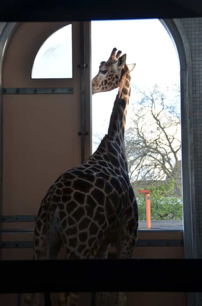 England, London Zoo – look out of window, Feb. 2014 (London)