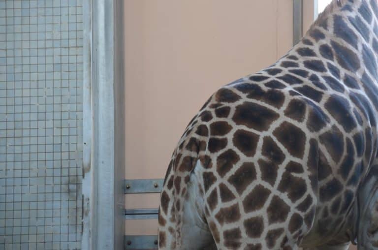 England, London Zoo – tile, Feb. 2014 (London)