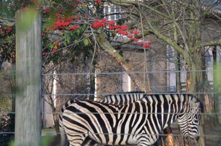 England, London Zoo – zebras, Feb. 2014 (London)