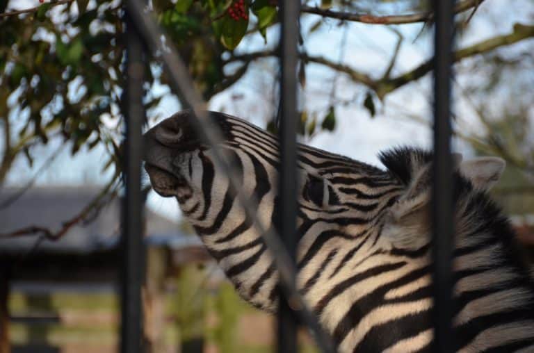 England, London Zoo – look up, Feb. 2014 (London)