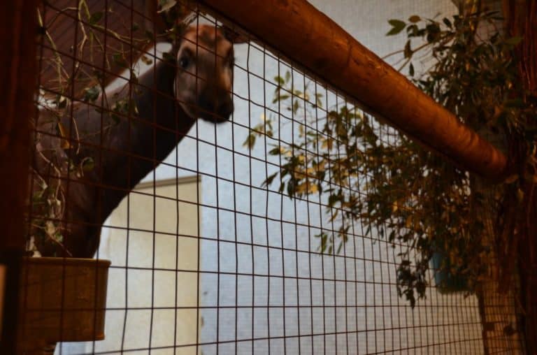 England, London Zoo – peep, Feb. 2014 (London)