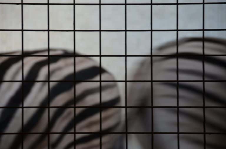 Inghilterra, Londra, Zoo – linee, feb.2014 (Londra)