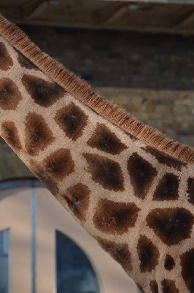 Inghilterra, Londra, Zoo – pattern, feb.2014 (Londra)