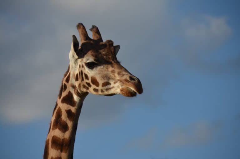 Inghilterra, Londra, Zoo – in cielo, feb.2014 (Londra)