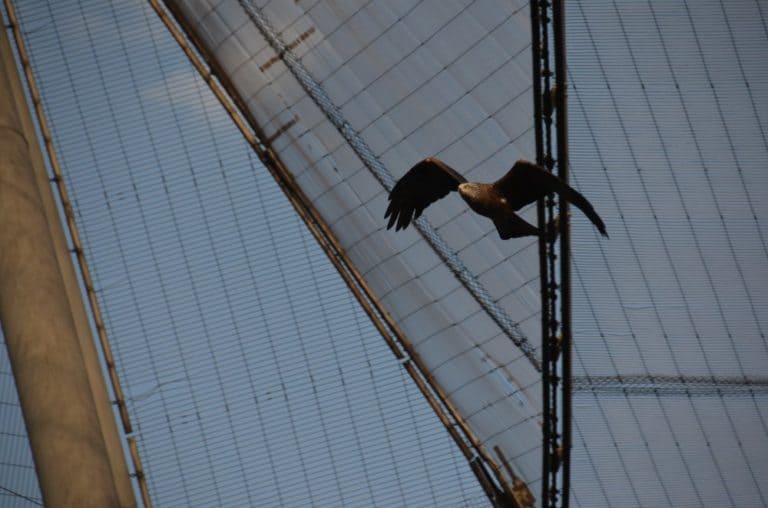 Inghilterra, Londra, Zoo – volare, feb.2014 (Londra)