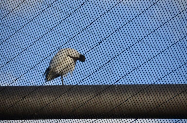 England, London Zoo – bird in lines, Feb. 2014 (London)