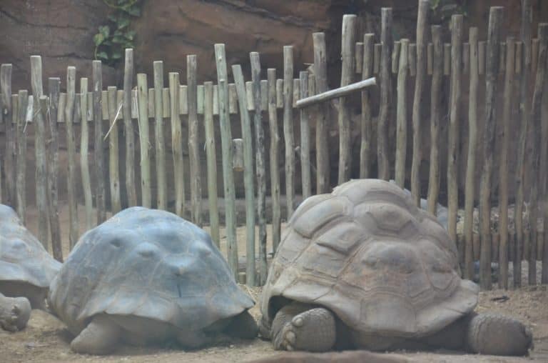 Inghilterra, Londra, Zoo – gusci duri, feb.2014 (Londra)