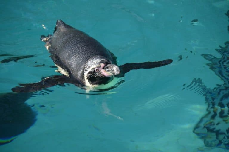 England, London Zoo – swim, Feb. 2014 (London)