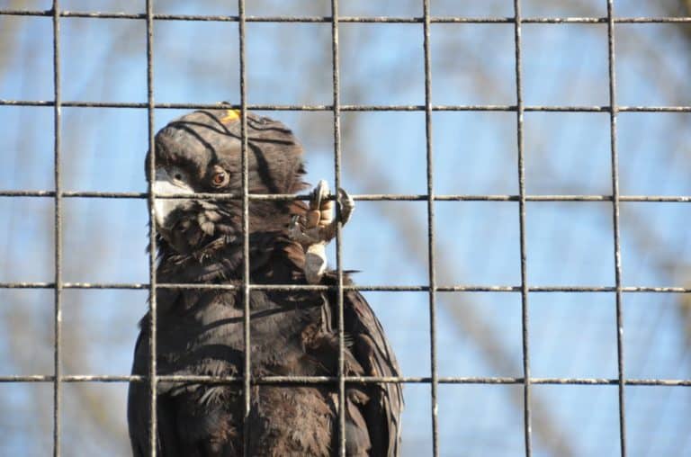 Inghilterra, Londra, Zoo – occhiata furtiva, feb.2014 (Londra)