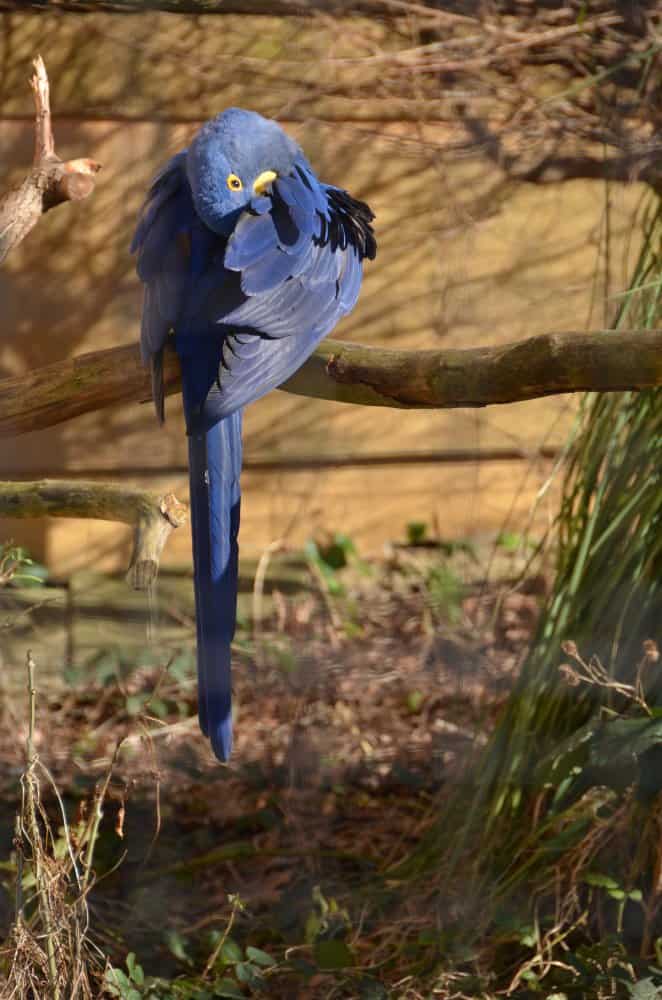 Inghilterra, Londra, Zoo – pappagallo, feb.2014 (Londra)