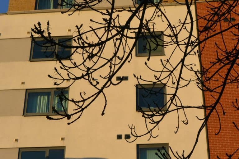 England, London – branches and windows, Dec.2014 (Londres)