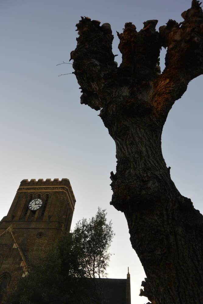 England, London – tree and church, Dec.2014 (Londres)