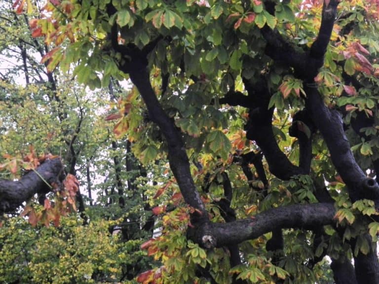 Switzerland, Lugano – leaves, Oct.2014