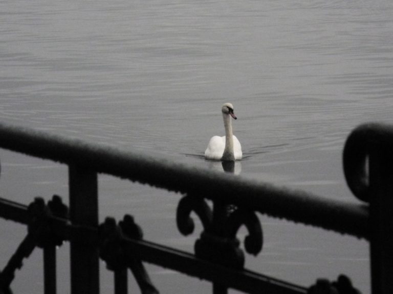 Switzerland, Lugano – swan, Oct.2014